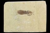 Fossil Mantis Shrimp (Pseudosculda) - Lebanon #123992-1